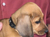 Beautiful traditionally bred puppies