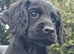 *Last BoyKC Registered working cocker spaniel puppies