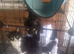 5 kittens