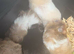 Babies Syrian hamsters