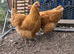 Pair of buff Orpington hens for sale