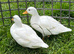 6 week old pair ( drake & duck ) of white call ducks