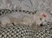 Poochon puppies