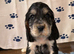 Male cocker spaniel