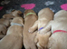Beautiful Labrador Puppies