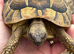 Male Hermanns tortoise for sale