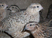 10 FEMALE Japanese and Italian gold quail for sale