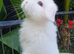 Mini lops available now