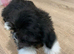 Adorable Lhasa Apso Boy puppies for sale