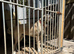 Turkish Kangal/Malakali Panther 1 Year Old Pup
