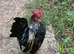 Serama male
