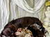 STUNNING KC REGISTERED MINI DACHSHUNDS PRA CLEAR