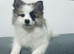 Pomeranian puppy