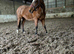 TB Project or Field Companion (Gelding) 15.3hh