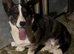 kc Corgi female