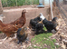 Pekin bantam pullets
