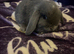 Stunning mini lops