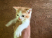 Beautiful little kittens