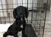 Working cockerspaniel