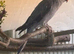Blue Hen and double violet cock