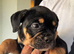 Healthy happy English bulldog