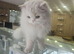 Need male studd for our female persian cat