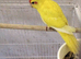 Buttercup Kakarikis