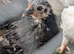 Pekin bantams & Bobwhite Quail