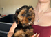Yorkie x boy for sale