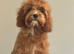 Maltipoo puppy boy