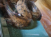 Short Tailed Boa and Full Setup