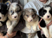 Border Collie Puppies for sale