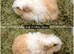 Long Haired Baby Guinea Pigs in Roche Cornwall