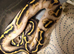 Royal Pythons