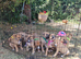 Lurcher puppys