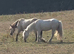 Perllino Gelding