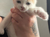 Male white and ginger kitten