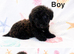 Stunning yorkiepoo puppies