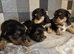 Yorkshire terrier biewer puppies for sale