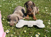 Miniature Dachshund puppies