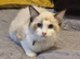 7 TICA Registered Kittens For Sale