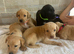 Fox red Labrador Labrador Retriever & Lurcher Hybrid