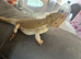 Bearded dragon full set up