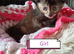 Kittens adorable