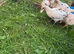 Sharmo American mix chickens