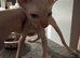 sphynx and bambino