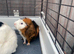 2 male Guinea pigs