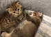 Pedigree British Shorthair