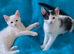 Turkish Angora mix kittens