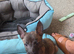 Bright person focused puppy